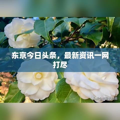 东京今日头条，最新资讯一网打尽