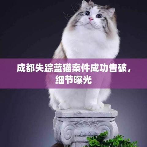 成都失踪蓝猫案件成功告破，细节曝光