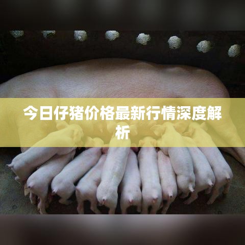 今日仔猪价格最新行情深度解析