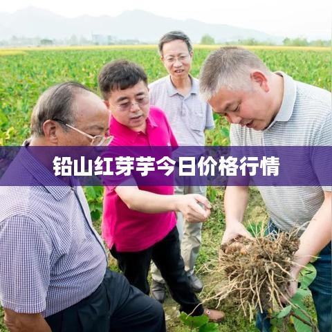 铅山红芽芋今日价格行情