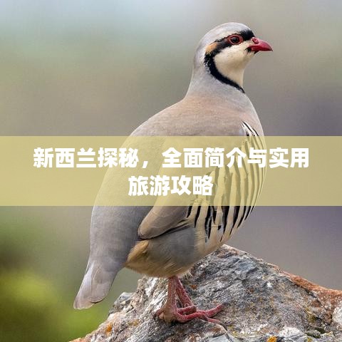 新西兰探秘，全面简介与实用旅游攻略
