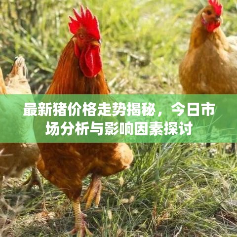 最新猪价格走势揭秘，今日市场分析与影响因素探讨