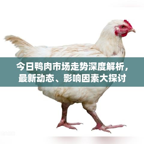今日鸭肉市场走势深度解析，最新动态、影响因素大探讨