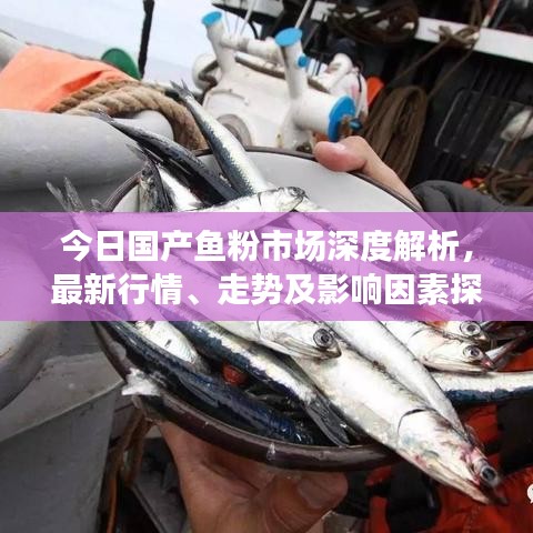 今日国产鱼粉市场深度解析，最新行情、走势及影响因素探讨