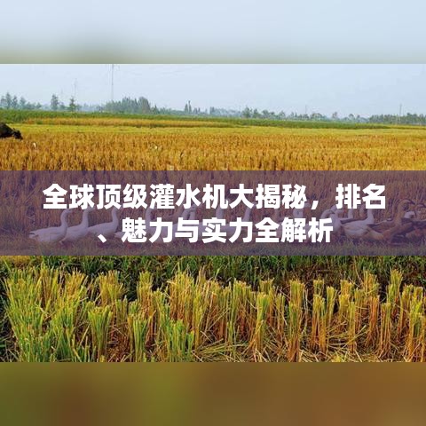 全球顶级灌水机大揭秘，排名、魅力与实力全解析