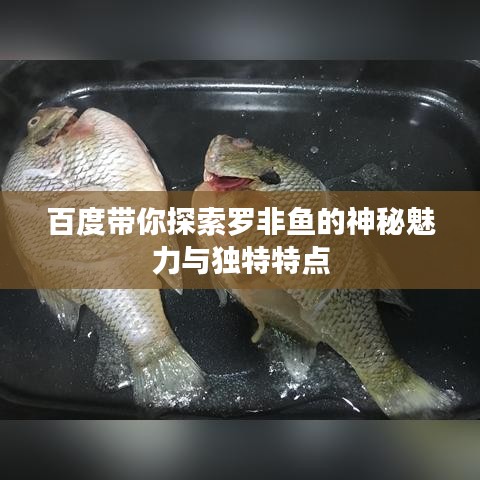 百度带你探索罗非鱼的神秘魅力与独特特点