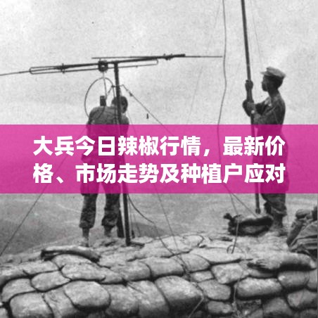 大兵今日辣椒行情，最新价格、市场走势及种植户应对策略一网打尽