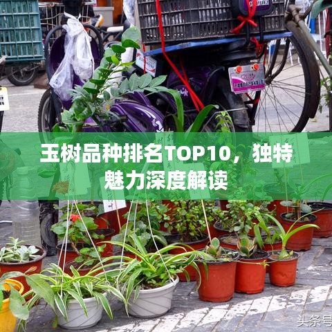 玉树品种排名TOP10，独特魅力深度解读