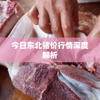 今日东北猪价行情深度解析