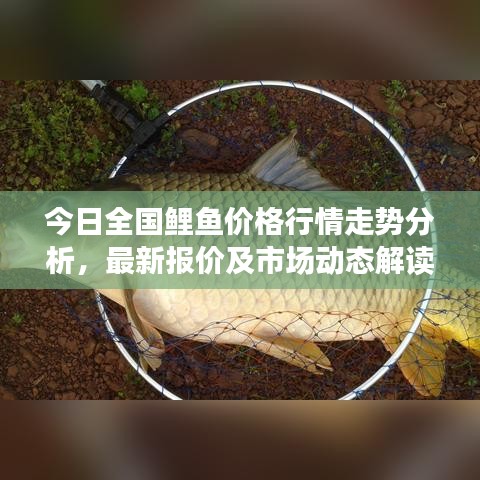 今日全国鲤鱼价格行情走势分析，最新报价及市场动态解读