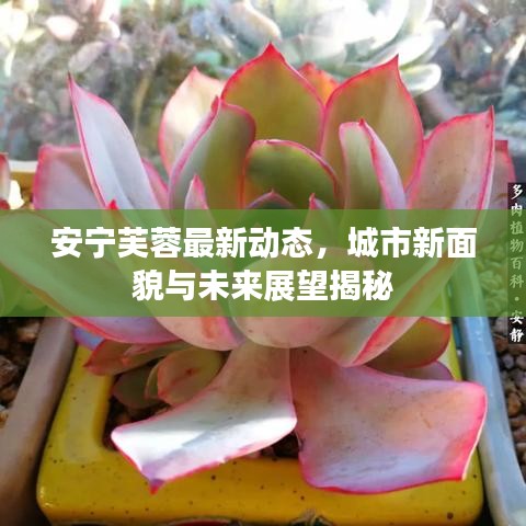 安宁芙蓉最新动态，城市新面貌与未来展望揭秘