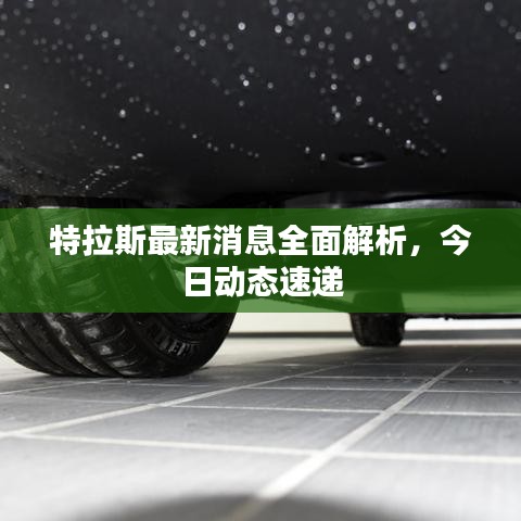 特拉斯最新消息全面解析，今日动态速递