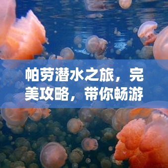 帕劳潜水之旅，完美攻略，带你畅游绝美天堂！