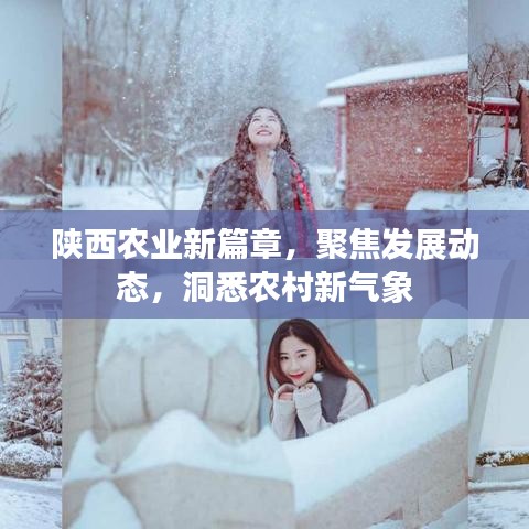 陕西农业新篇章，聚焦发展动态，洞悉农村新气象