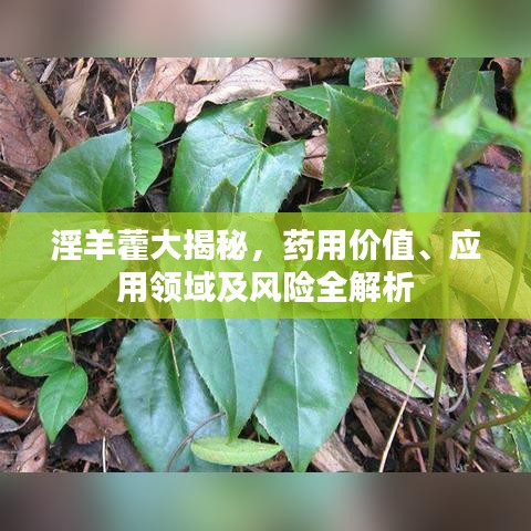 淫羊藿大揭秘，药用价值、应用领域及风险全解析