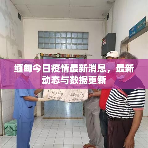 缅甸今日疫情最新消息，最新动态与数据更新