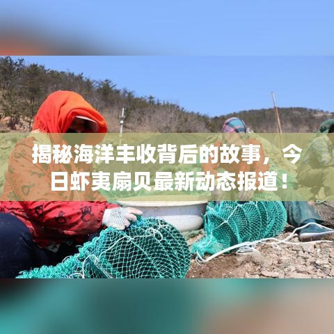 揭秘海洋丰收背后的故事，今日虾夷扇贝最新动态报道！