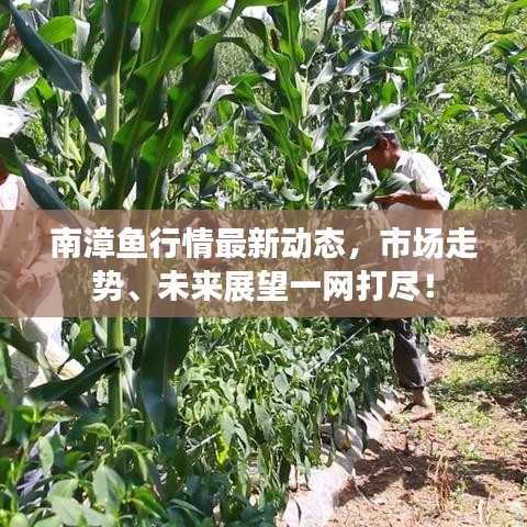 南漳鱼行情最新动态，市场走势、未来展望一网打尽！