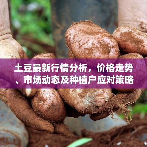 土豆最新行情分析，价格走势、市场动态及种植户应对策略
