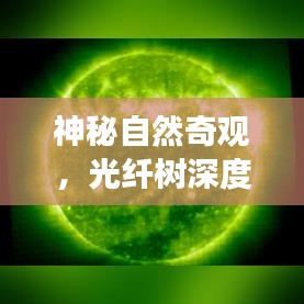 神秘自然奇观，光纤树深度旅游攻略探索