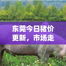 东莞今日猪价更新，市场走势及影响因素深度解析