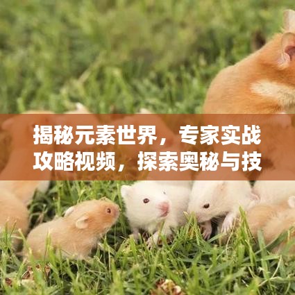 揭秘元素世界，专家实战攻略视频，探索奥秘与技巧