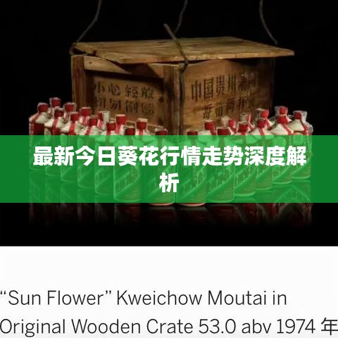 最新今日葵花行情走势深度解析