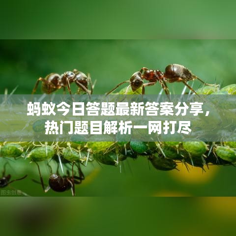 蚂蚁今日答题最新答案分享，热门题目解析一网打尽