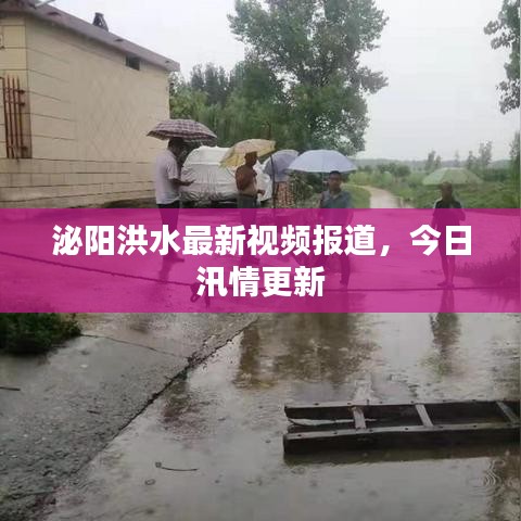 泌阳洪水最新视频报道，今日汛情更新