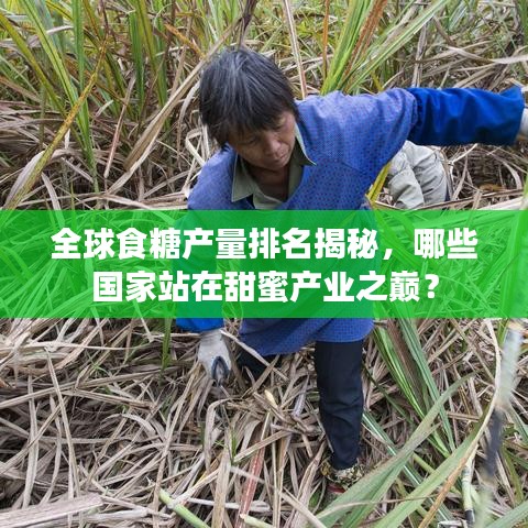 全球食糖产量排名揭秘，哪些国家站在甜蜜产业之巅？
