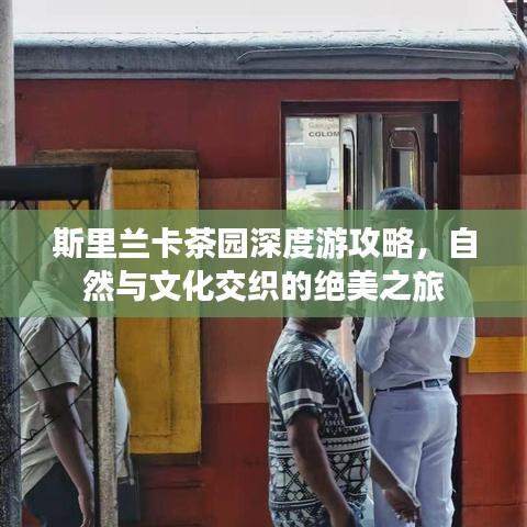 斯里兰卡茶园深度游攻略，自然与文化交织的绝美之旅