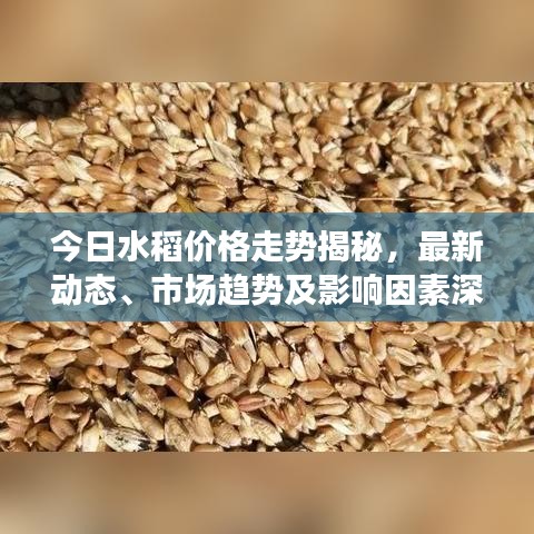 今日水稻价格走势揭秘，最新动态、市场趋势及影响因素深度解析