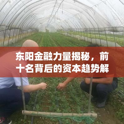 东阳金融力量揭秘，前十名背后的资本趋势解读