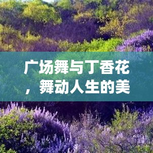 广场舞与丁香花，舞动人生的美丽邂逅