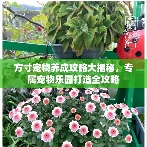 方寸宠物养成攻略大揭秘，专属宠物乐园打造全攻略