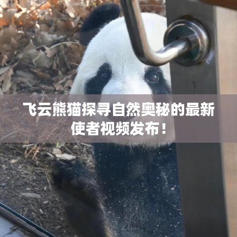 飞云熊猫探寻自然奥秘的最新使者视频发布！