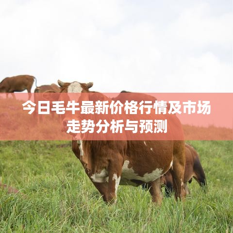 今日毛牛最新价格行情及市场走势分析与预测