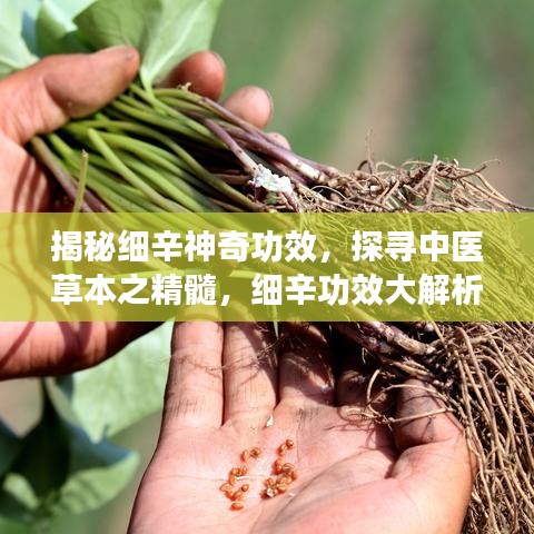揭秘细辛神奇功效，探寻中医草本之精髓，细辛功效大解析