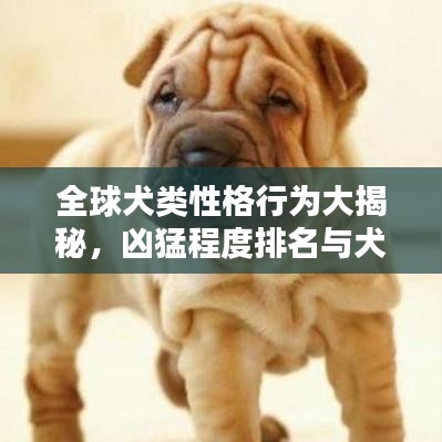 全球犬类性格行为大揭秘，凶猛程度排名与犬类行为多样性探究