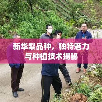 新华梨品种，独特魅力与种植技术揭秘