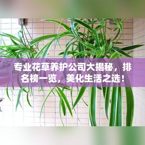 专业花草养护公司大揭秘，排名榜一览，美化生活之选！