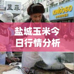盐城玉米今日行情分析，最新价格走势揭秘