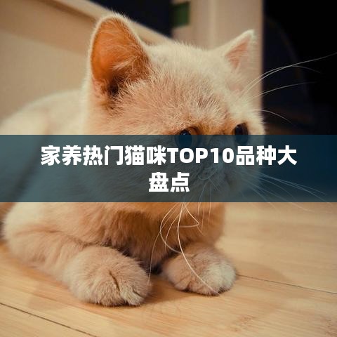 家养热门猫咪TOP10品种大盘点