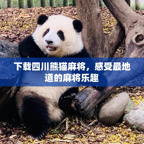 下载四川熊猫麻将，感受最地道的麻将乐趣