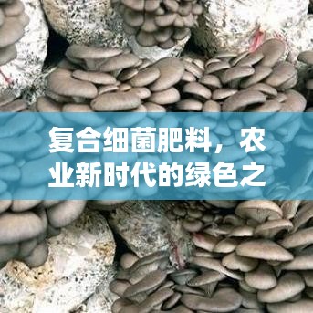 2025年5月28日 第4页