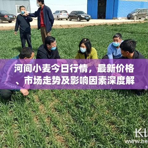 河间小麦今日行情，最新价格、市场走势及影响因素深度解析