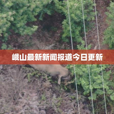 峨山最新新闻报道今日更新
