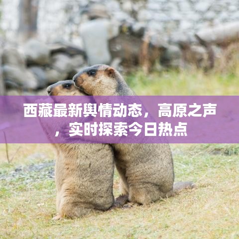 西藏最新舆情动态，高原之声，实时探索今日热点