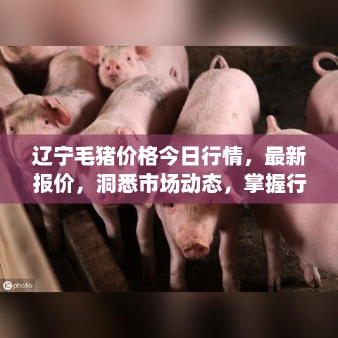 辽宁毛猪价格今日行情，最新报价，洞悉市场动态，掌握行业趋势