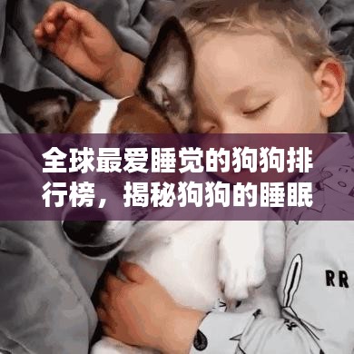 全球最爱睡觉的狗狗排行榜，揭秘狗狗的睡眠习惯与特点解析